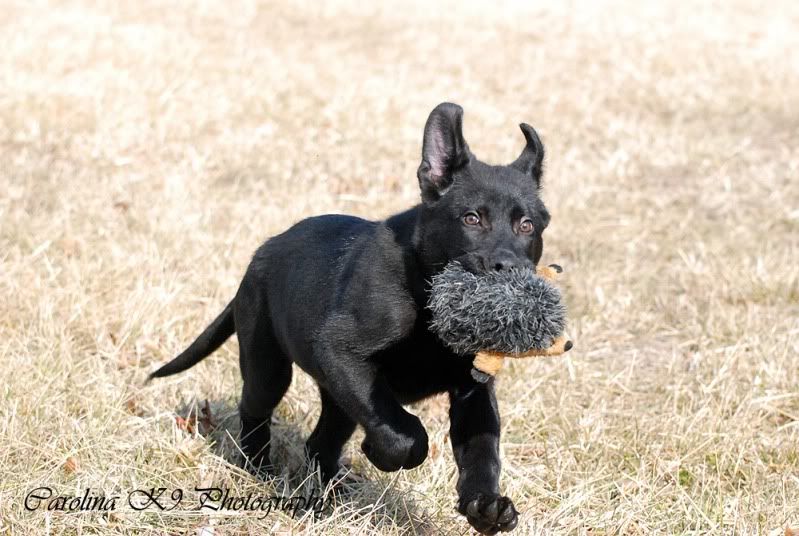 Duncan and the Groundhog | German Shepherds Forum